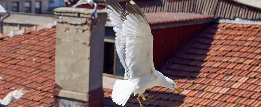 Residential Chimney Animal Removal Solution in The Villages, FL