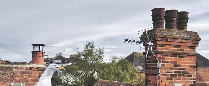 Chimney Cleaning And Restoration in The Villages, Florida